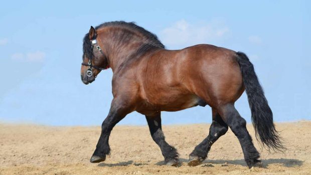 Caballo de tiro