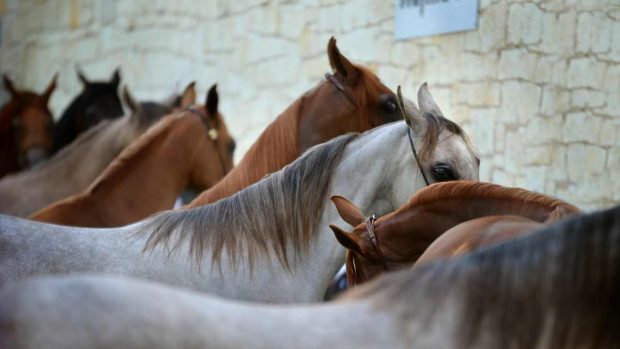 Mantenimiento caballo